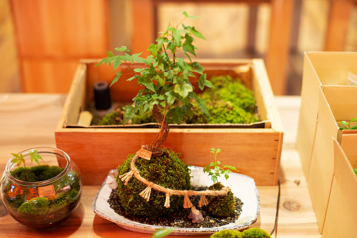 苔玉